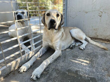 ARGO, Hund, Mischlingshund in Italien - Bild 14