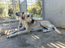 ARGO, Hund, Mischlingshund in Italien - Bild 15