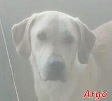 ARGO, Hund, Mischlingshund in Italien - Bild 16