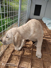 ARGO, Hund, Mischlingshund in Italien - Bild 18