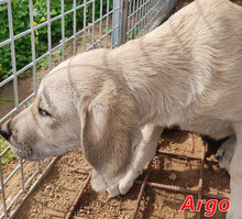 ARGO, Hund, Mischlingshund in Italien - Bild 19