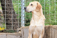 ARGO, Hund, Mischlingshund in Italien - Bild 3
