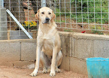 ARGO, Hund, Mischlingshund in Italien - Bild 4