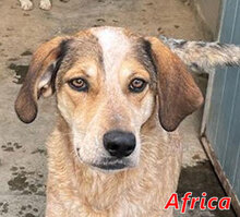 AFRICA, Hund, Mischlingshund in Italien - Bild 1