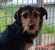 WOODY, Hund, Mischlingshund in München - Bild 1