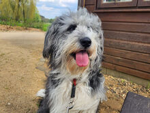 HOPE, Hund, Mischlingshund in Bimöhlen - Bild 1