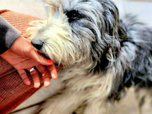 HOPE, Hund, Mischlingshund in Bimöhlen - Bild 10