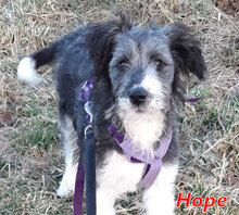 HOPE, Hund, Mischlingshund in Bimöhlen - Bild 21