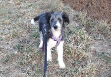 HOPE, Hund, Mischlingshund in Bimöhlen - Bild 22