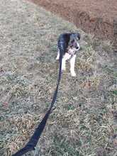 HOPE, Hund, Mischlingshund in Bimöhlen - Bild 23