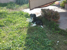 HOPE, Hund, Mischlingshund in Bimöhlen - Bild 25