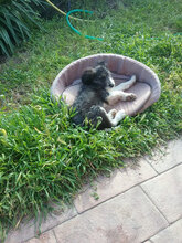 HOPE, Hund, Mischlingshund in Bimöhlen - Bild 26