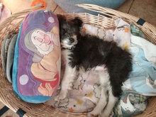 HOPE, Hund, Mischlingshund in Bimöhlen - Bild 27