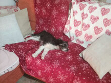 HOPE, Hund, Mischlingshund in Bimöhlen - Bild 28