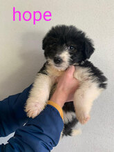HOPE, Hund, Mischlingshund in Bimöhlen - Bild 29