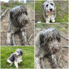 HOPE, Hund, Mischlingshund in Bimöhlen - Bild 4