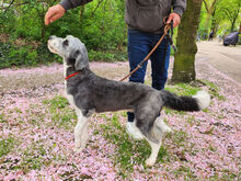 HOPE, Hund, Mischlingshund in Bimöhlen - Bild 7