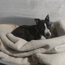 NIGEL, Hund, American Staffordshire Terrier in Spanien - Bild 6