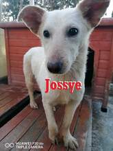 JOSSYE, Hund, Mischlingshund in Kleve - Bild 1