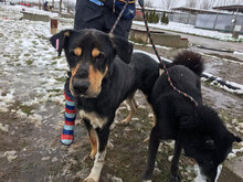 RUBY, Hund, Mischlingshund in Bulgarien - Bild 3