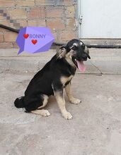 BONNY, Hund, Mischlingshund in Griechenland - Bild 11