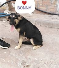 BONNY, Hund, Mischlingshund in Griechenland - Bild 12