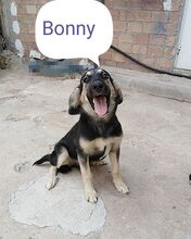 BONNY, Hund, Mischlingshund in Griechenland - Bild 13