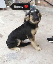 BONNY, Hund, Mischlingshund in Griechenland - Bild 14