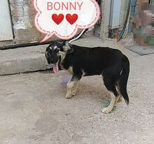 BONNY, Hund, Mischlingshund in Griechenland - Bild 2