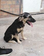 BONNY, Hund, Mischlingshund in Griechenland - Bild 3