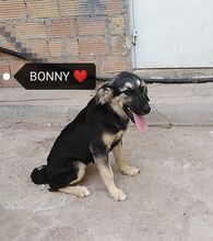 BONNY, Hund, Mischlingshund in Griechenland - Bild 6