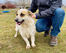 BUDDY, Hund, Mischlingshund in Bulgarien - Bild 2