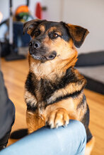 FERI, Hund, Mischlingshund in Berlin - Bild 1