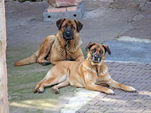 CAMPOS, Hund, Mastiff-Mix in Beerfelden - Bild 4