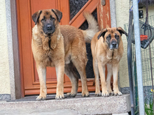 CAMPOS, Hund, Mastiff-Mix in Beerfelden - Bild 5