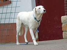 NEMO, Hund, Maremma Abruzzenhund-Mix in Beerfelden - Bild 2