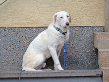 NEMO, Hund, Maremma Abruzzenhund-Mix in Beerfelden - Bild 3