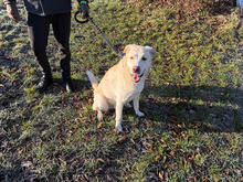 BRICK, Hund, Mischlingshund in Teublitz