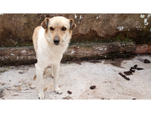 FILOU, Hund, Mischlingshund in Wendlingen - Bild 1