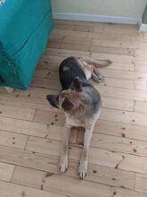 KAYA, Hund, Deutscher Schäferhund in Bulgarien - Bild 2