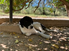 OLAF, Hund, Mischlingshund in Griechenland - Bild 1