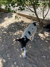 OLAF, Hund, Mischlingshund in Griechenland - Bild 4