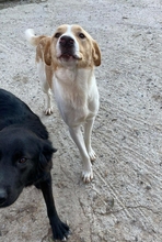BENI, Hund, Mischlingshund in Griechenland - Bild 2