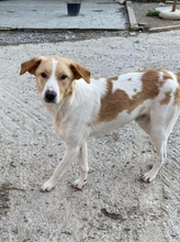 BENI, Hund, Mischlingshund in Griechenland - Bild 3