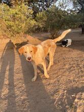 BENI, Hund, Mischlingshund in Griechenland - Bild 5