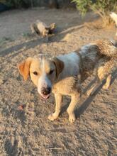 BENI, Hund, Mischlingshund in Griechenland - Bild 8
