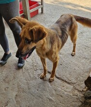 NYUNYU, Hund, Deutscher Schäferhund-Mix in Ungarn - Bild 1