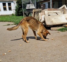 NYUNYU, Hund, Deutscher Schäferhund-Mix in Ungarn - Bild 2