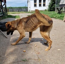 NYUNYU, Hund, Deutscher Schäferhund-Mix in Ungarn - Bild 3