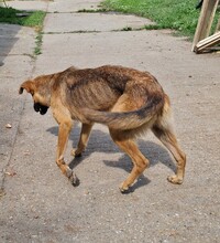 NYUNYU, Hund, Deutscher Schäferhund-Mix in Ungarn - Bild 4